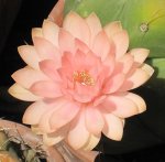 614px-Gymnocalycium_horstii_3.jpeg