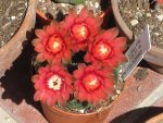 800px-Gymnocalycium_baldianum_1.jpeg