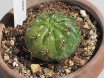 800px-Gymnocalycium_eurypleurum_3.jpeg