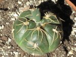 800px-Gymnocalycium_denudatum_1.jpeg