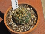 800px-Gymnocalycium_leeanum.jpeg