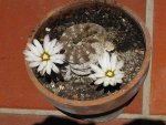 800px-Gymnocalycium_ragonesii_2.jpeg