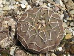 800px-Gymnocalycium_stellatum_1.jpeg