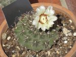 800px-Gymnocalycium_quehlianum_2.jpeg