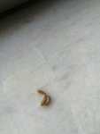 IMG_20230609_175041.jpg