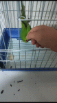 VID_20231020_075407.gif