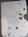 IMG_0306.jpeg