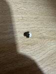 IMG_7385.jpeg