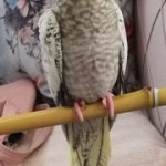 IMG_0451.jpeg