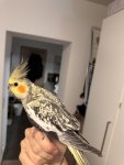 IMG_2440.jpeg