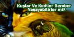 Kuşlar Ve Kediler Beraber Yaşayabilirler mi kafeskuslari.com.png