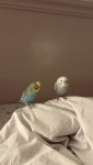 IMG_3481.jpeg