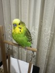 IMG_1777.jpeg