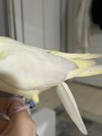IMG_0565.jpeg