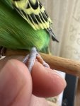 IMG_1800.jpeg