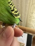 IMG_1799.jpeg