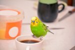 budgie_toxic_foods_coffee.jpg