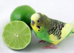 green_budgie_with_lime.jpg