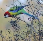 Eastern_Rosella_(Platycercus_eximius)_in_tree-2c.jpg