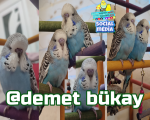 demet bükay.png