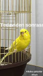 Tedaviden sonrası.png