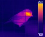 Thermal-Image-of-a-Blue-Tit-The-majority-of-a-passerines-body-is-well-insulated-by.jpg