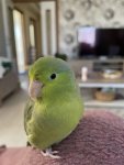 IMG_4229.jpeg