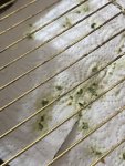 IMG_4432.jpeg