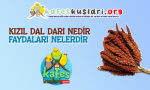 kafeskuslari.com kızıl dal darı nedir faydaları nelerdir.png kafeskuslari.com kızıl dal darı nedir faydaları nelerdir.png