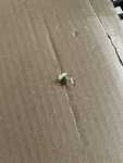 IMG_9523.jpeg