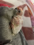 IMG_0161.jpeg