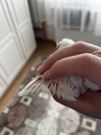 IMG_0331.jpeg