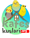 kafeskuslari.org logo png.png