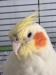 IMG_0531.jpeg