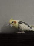 IMG_1748.jpeg