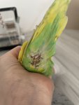 IMG_0756.jpeg