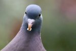 wood-pigeon-7960816_1280.jpg wood-pigeon-7960816_1280.jpg