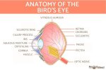 bird_eye_anatomy_4874_0_600.jpg bird_eye_anatomy_4874_0_600.jpg
