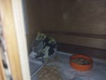 IMG_20250517_232156.jpg