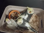 IMG_20250518_000811.jpg