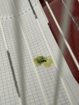 IMG_1198.jpeg