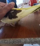IMG_20250519_190523.jpg