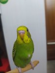 IMG_20250526_195237.jpg