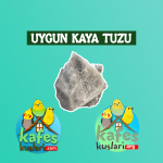 uygun kaya tuzu kafeskuslari.org.png