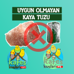 uygun olmayan tuz kafeskuslari.org.png