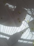 IMG-20250531-WA0001.jpg