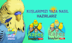 kuşlarımızı yaza nasıl hazırlarız kafeskuslari.com resim.png