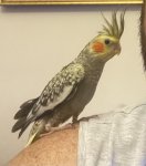 IMG_2031.jpeg