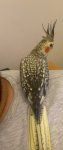 IMG_2026.jpeg
