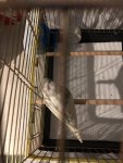 IMG_4438.jpeg